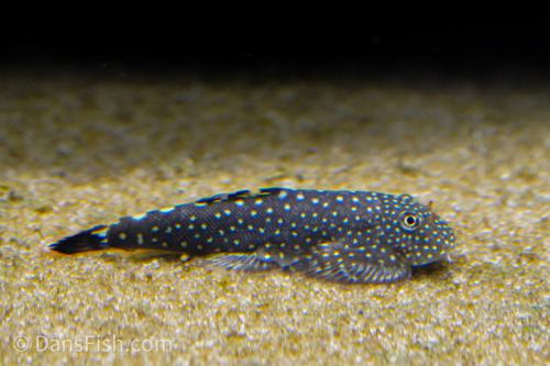 Spotted Hillstream Loach