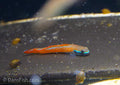 Stiphodon annieae Goby