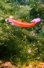 Stiphodon annieae Goby