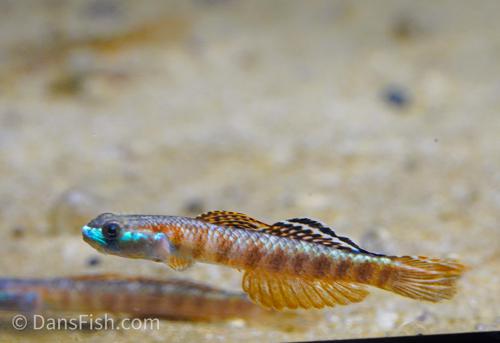 Stiphodon rutilaureus Goby