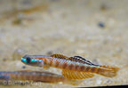 Stiphodon rutilaureus Goby