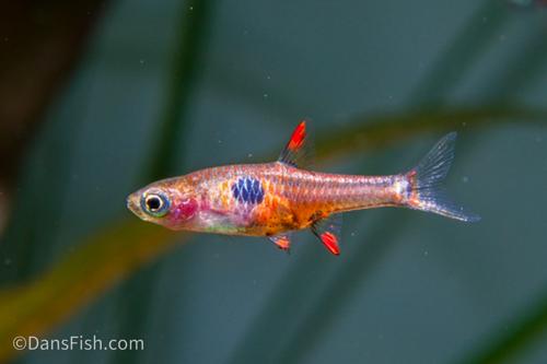 Strawberry Rasbora