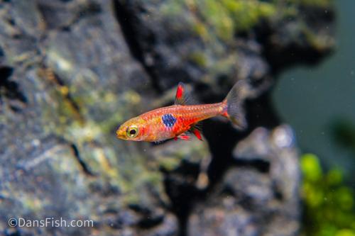 Strawberry Rasbora