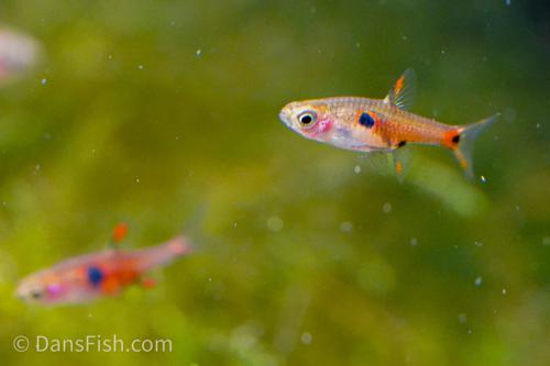 Strawberry Rasbora