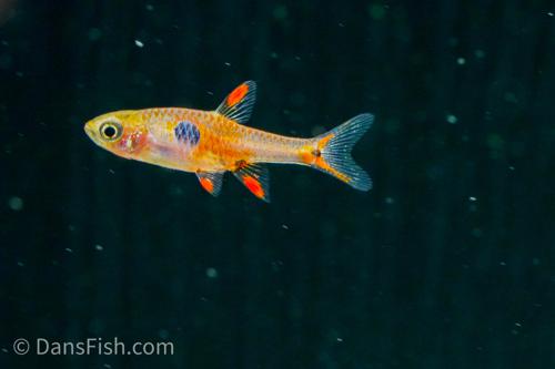 Strawberry Rasbora