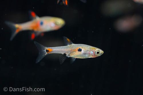 Strawberry Rasbora