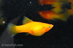 Fancy Sunrise High Fin Platy