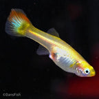 Sunset Guppy