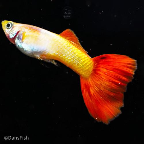 Sunset Guppy