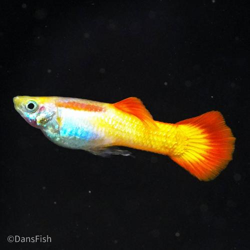 Sunset Guppy