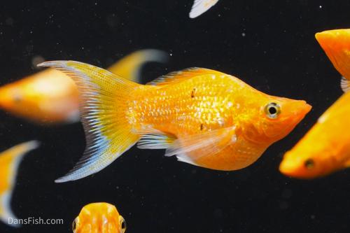 Super Gold Lyretail Molly
