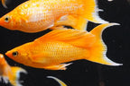 Super Gold Lyretail Molly