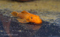 Super Red Bushynose Pleco