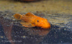 Super Red Bushynose Pleco