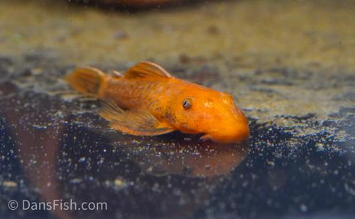 Super Red Bushynose Pleco
