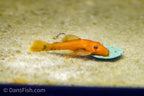 Super Red Bushynose Pleco