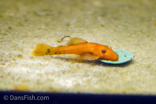 Super Red Bushynose Pleco