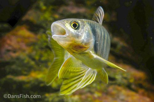 Taiwan Hill Trout