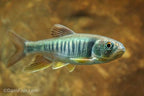 Taiwan Hill Trout
