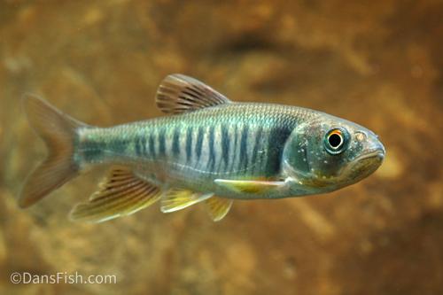 Taiwan Hill Trout