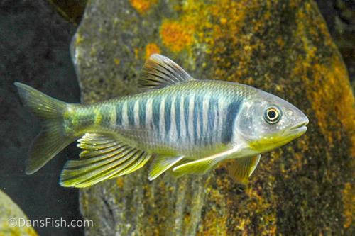 Taiwan Hill Trout