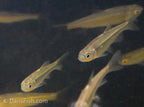 Taiwan Hill Trout