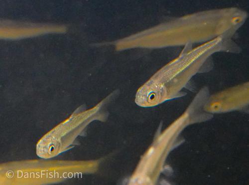Taiwan Hill Trout