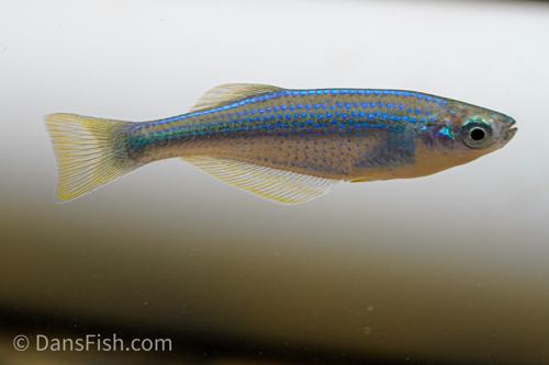 Tanganyika Lampeye Killifish