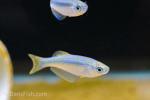 Tanganyika Lampeye Killifish
