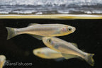 Tanganyika Lampeye Killifish