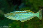 Tanganyika Lampeye Killifish