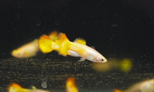 Sunset Guppy