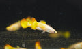 Sunset Guppy