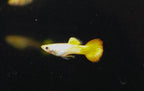Sunset Guppy