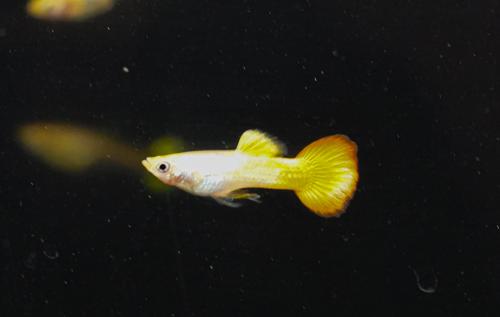 Sunset Guppy
