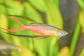 Threadfin Rainbow