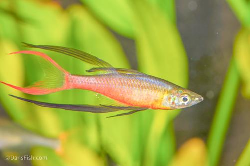Threadfin Rainbow