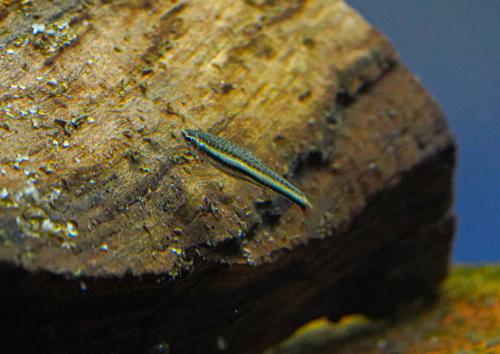 Three Lined Pencilfish 'Rio Nanay'