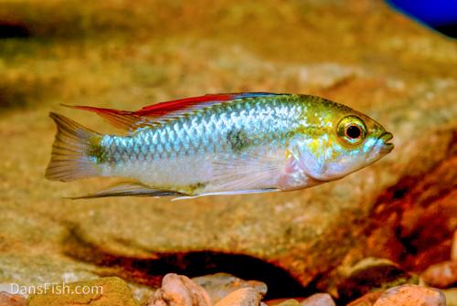 Three Stripe Apisto