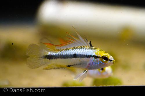 Three Stripe Apisto