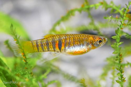 Tiger Teddy Livebearer