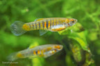 Tiger Teddy Livebearer