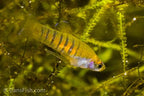 Tiger Teddy Livebearer