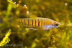 Tiger Teddy Livebearer