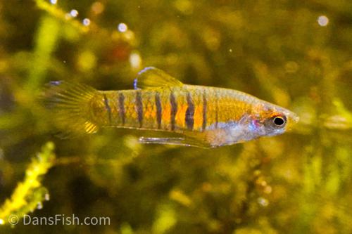 Tiger Teddy Livebearer