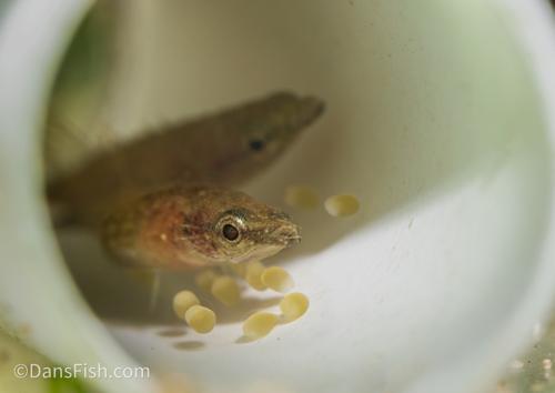 Toothpick Fish
