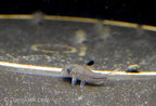 True Corydoras julii - the REAL ones