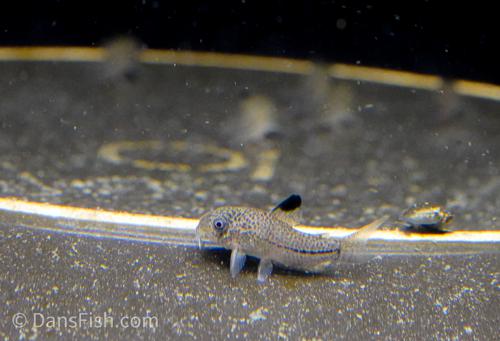 True Corydoras julii - the REAL ones