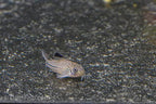 True Corydoras julii - the REAL ones