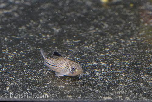 True Corydoras julii - the REAL ones